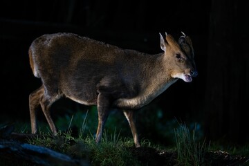 Cute Reeves's muntjac in the green field at night