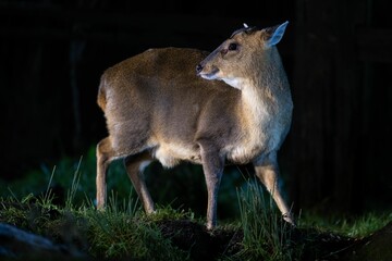 Cute Reeves's muntjac in the green field at night
