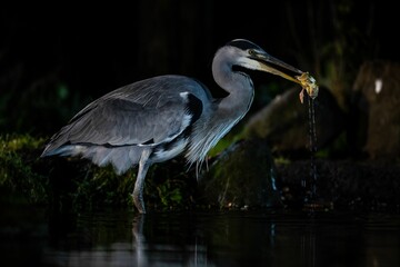 Great blue heron perched in the lake in the forest at night