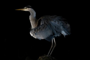 Great blue heron perched on a rock in the forest at night