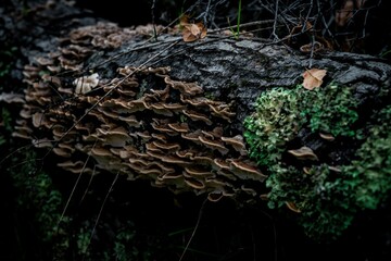 Selective focus shot of an old log covered with fungus and moss