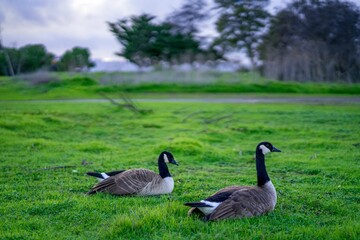 Naklejka na ściany i meble Scenic view of two ducks with black necks sitting on the grass in daylight