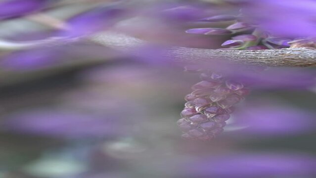 Lilac flower with white wall background and space for text. Wisteria spring flower blooming in the garden. Wisteria chinensis. Lilac flower movement with wind.