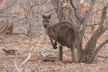 Naklejka na ściany i meble Beautiful drought stricken kangaroo in a field with dry grass