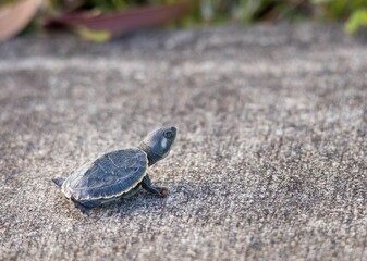 Closeup of a cute Baby Queensland River Turtle on a stone