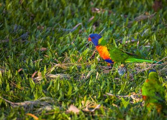 Closeup of a beautiful rainbow Lorikeet feeding in grass with mate