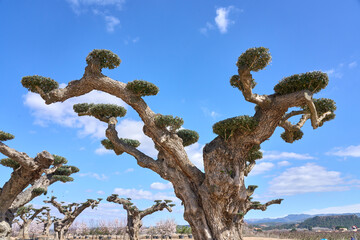 very old, specially designed Olive trees at the spanish Costa Blanca near Alicante