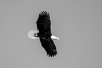 Grayscale shot of a Bald Eagle in flight against gray background