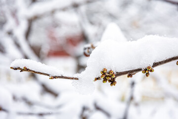 Tree branches in spring covered with snow, close up.