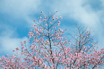 Cherry Blossom in the Spring