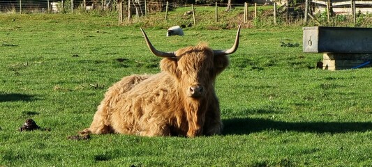 Panoramic view of a fluffy Highland cattle laying in the green field