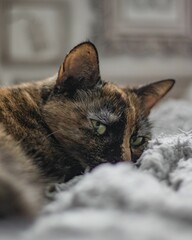 Closeup shot of a sad Tortoiseshell cat lying on a carpet with blur background