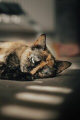 Vertical shot of a Tortoiseshell cat perched on floor with sunlight and blur background