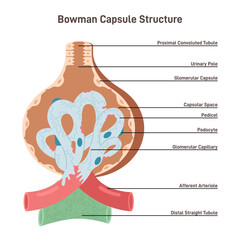 Bowman's capsule structure. Renal corpuscle filtering blood from urine.