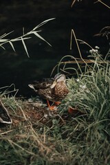 Beautiful view of a lovely mallard bird looking ahead and standing at the pond in darkness