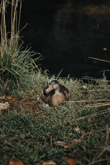 Beautiful view of a lovely mallard bird looking ahead and standing at the pond in darkness