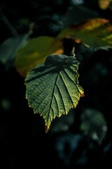 Vertical shot of green leaves on the tree