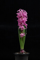 pink hyacinth macro. Isolate on a black background.
