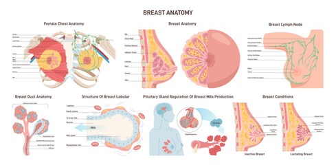 Female breast anatomy set. Mammary gland, duct and lobular structure.