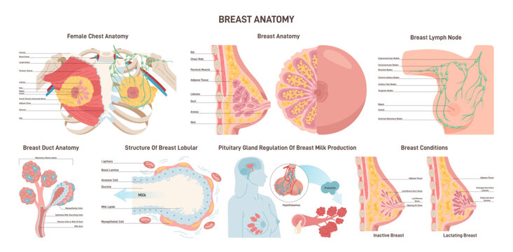 Female breast anatomy set. Mammary gland, duct and lobular structure.