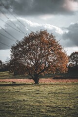 Vertical shot of a lonely tree in the field