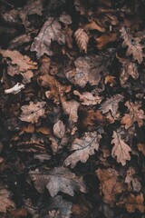 Vertical shot of autumn leaves