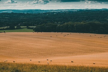 Obraz premium View of a golden field with round bales.