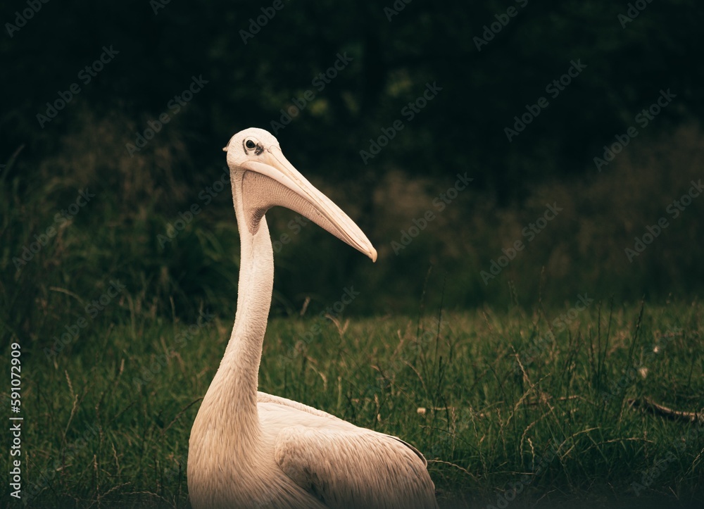 Sticker closeup of a beautiful great white pelican on green grass