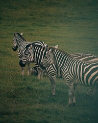 Vertcal shot of Zebras grazing in a green field
