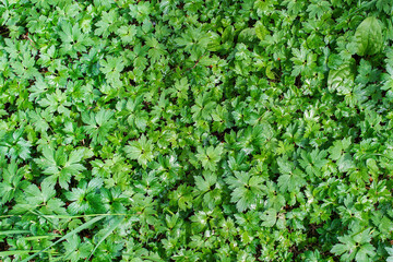 texture, background of Waldsteinia ternata leaves, top view, selective focus