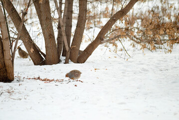 partridges in winter are looking for food among trees and snow, selective focus