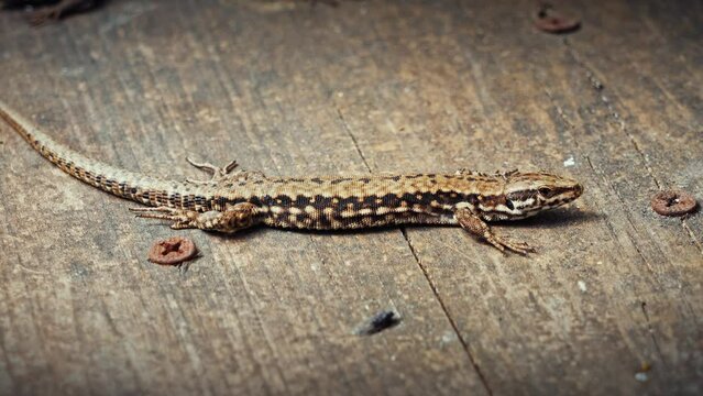 Cute lizard basking in the sun. Podarcis muralis, common garden reptile. Wall lizard, Lacertidae family. Close-up of small animal peeking out of den in spring. 4k 50fps macro stock footage.