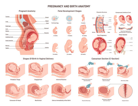 Anatomy of a pregnant woman and fetus. Fetal development, vaginal