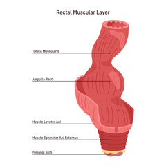 Rectum muscular strucutre. Perineal area skin, anal canal and sphincter