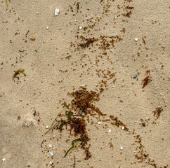 Closeup top view shot of seaweed on a sandy beach