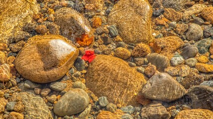 Clear river with stones and fallen autumn leaves