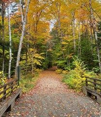 Walking trail in an autumn park in  New Hampshire © Stephen Ashburn/Wirestock Creators