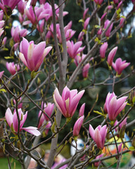 Obraz premium Magnolia flowers in spring