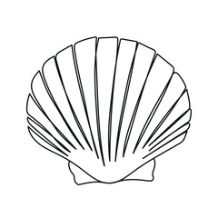One line drawing of a shell. Hand drawn outline marine illustration of seashell.