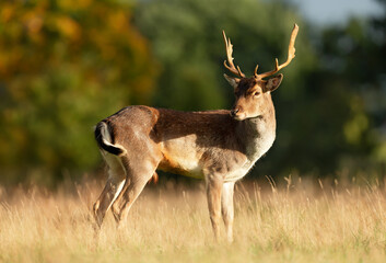 Close up of a Fallow deer in autumn