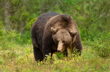 Impressive portrait of Eurasian Brown bear in a forest
