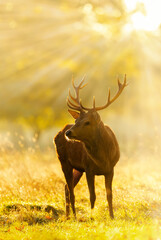 Close up of a Red Deer stag at sunrise