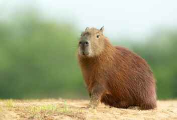 Capybara sitting on a sandy river bank against green background
