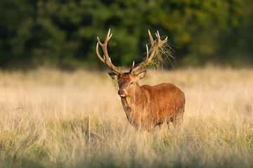 Naklejka na ściany i meble Red deer stag with grass on antlers during rutting season in autumn