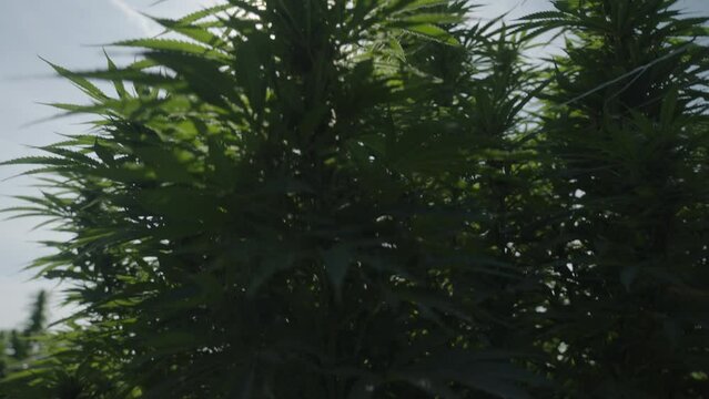 Slow-motion of cannabis growing in a marijuana field of an organic farm in 4K