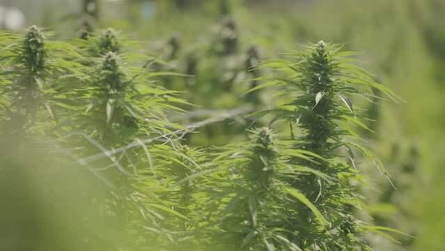 Slow-motion of cannabis growing in a marijuana field of an organic farm in 4K