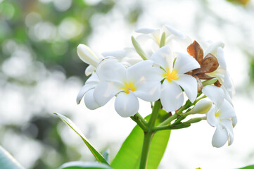 Obraz premium frangipani, frangipani flower or pagoda tree or white flower