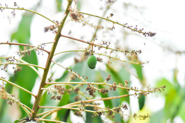 mango seed and mango flowers on the tree