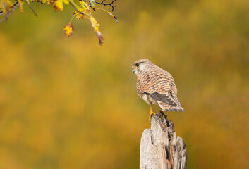 Common kestrel perched on a post in autumn