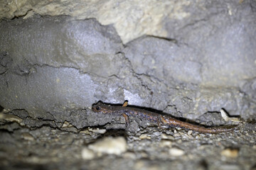 The Italian cave salamander (Speleomantes italicus) is a species of salamander in the family Plethodontidae. Endemic to Italy.